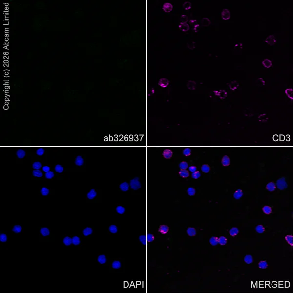 Immunocytochemistry/ Immunofluorescence - Anti-Stathmin-2/STMN2 antibody [EPR31028-544] - BSA and Azide free (AB328102)