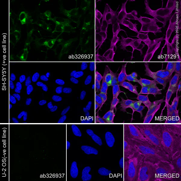 Immunocytochemistry/ Immunofluorescence - Anti-Stathmin-2/STMN2 antibody [EPR31028-544] - BSA and Azide free (AB328102)