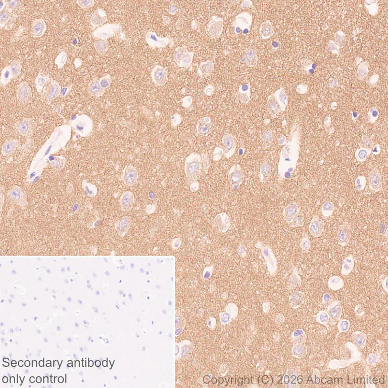 Immunohistochemistry (Formalin/PFA-fixed paraffin-embedded sections) - Anti-Stathmin-2/STMN2 antibody [EPR31028-544] - BSA and Azide free (AB328102)