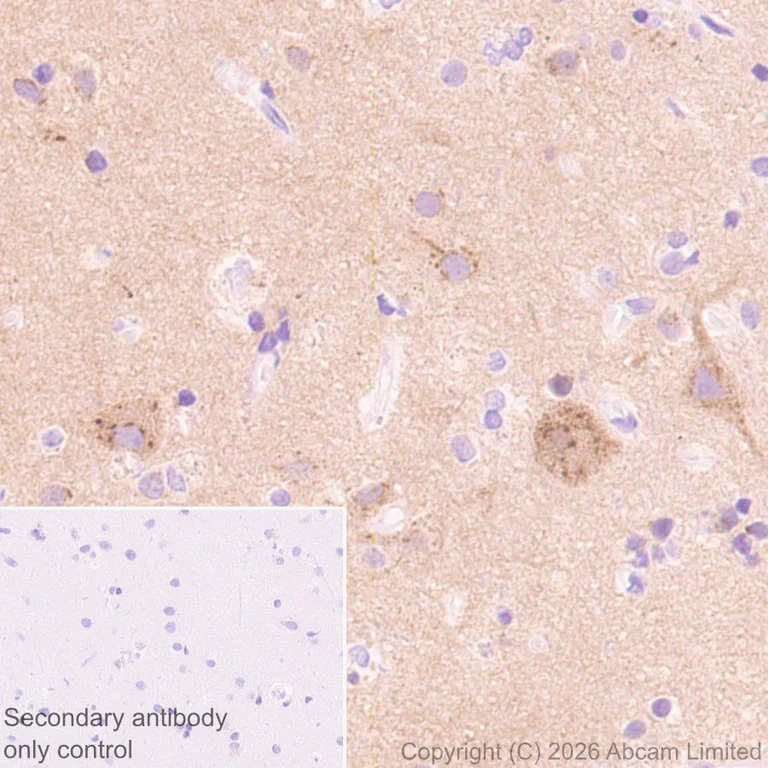 Immunohistochemistry (Formalin/PFA-fixed paraffin-embedded sections) - Anti-Stathmin-2/STMN2 antibody [EPR31028-544] - BSA and Azide free (AB328102)