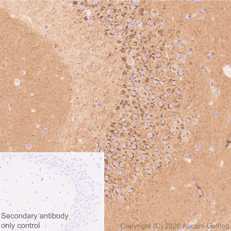 Immunohistochemistry (Formalin/PFA-fixed paraffin-embedded sections) - Anti-Stathmin-2/STMN2 antibody [EPR31028-544] - BSA and Azide free (AB328102)