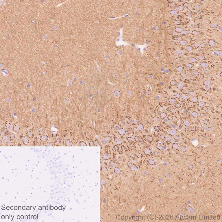 Immunohistochemistry (Formalin/PFA-fixed paraffin-embedded sections) - Anti-Stathmin-2/STMN2 antibody [EPR31028-544] - BSA and Azide free (AB328102)