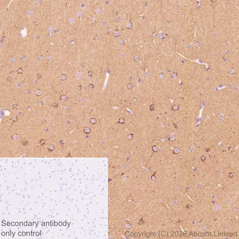 Immunohistochemistry (Formalin/PFA-fixed paraffin-embedded sections) - Anti-Stathmin-2/STMN2 antibody [EPR31028-544] - BSA and Azide free (AB328102)