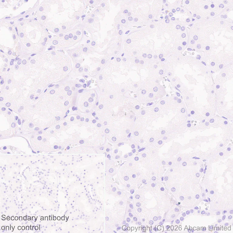 Immunohistochemistry (Formalin/PFA-fixed paraffin-embedded sections) - Anti-Stathmin-2/STMN2 antibody [EPR31028-544] - BSA and Azide free (AB328102)