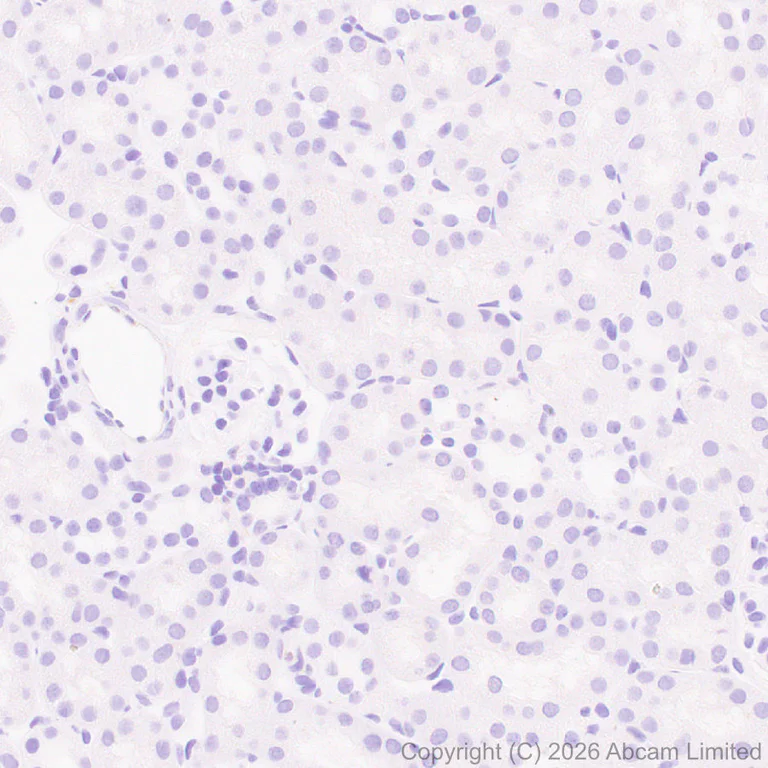 Immunohistochemistry (Formalin/PFA-fixed paraffin-embedded sections) - Anti-Stathmin-2/STMN2 antibody [EPR31028-544] - BSA and Azide free (AB328102)
