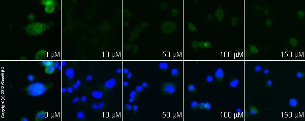 Functional Studies - Stattic, STAT3 inhibitor (AB120952)
