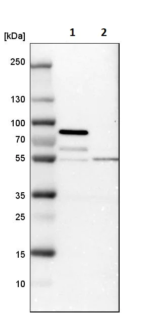Western blot - Anti-STAU2 antibody (AB246918)