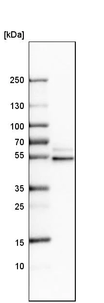 Western blot - Anti-STAU2 antibody (AB246918)