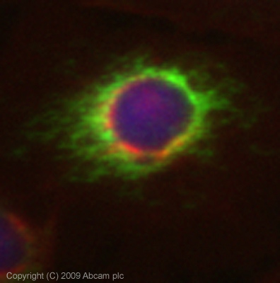 Immunocytochemistry/ Immunofluorescence - Anti-Staufen/STAU1 antibody (AB73478)