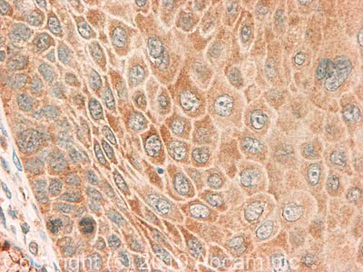 Immunohistochemistry (Formalin/PFA-fixed paraffin-embedded sections) - Anti-Staufen/STAU1 antibody (AB73478)