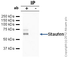 Anti-Staufen/STAU1 antibody