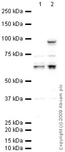 Western blot - Anti-Staufen/STAU1 antibody (AB73478)