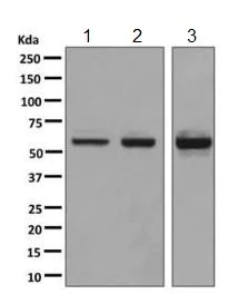 Western blot - Anti-Staufen/STAU1 antibody [EPR7966] (AB137100)