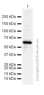 Western blot - Anti-Staufen/STAU1 antibody [EPR7966] (AB137100)