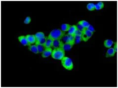 Immunocytochemistry/ Immunofluorescence - Anti-Staufen/STAU1 antibody [EPR7966] - BSA and Azide free (AB240107)