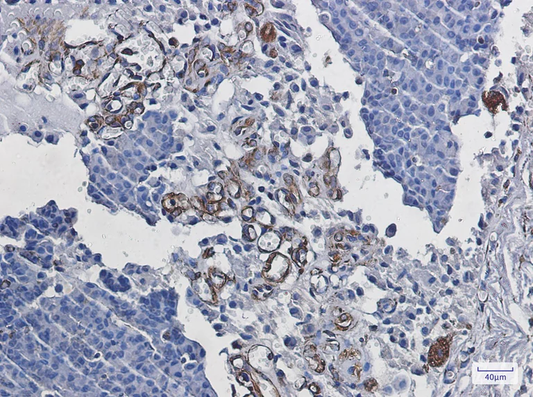 Immunohistochemistry (Formalin/PFA-fixed paraffin-embedded sections) - Anti-Staufen/STAU1 Antibody [S03-3G2] (AB317402)