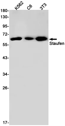 Western blot - Anti-Staufen/STAU1 Antibody [S03-3G2] (AB317402)