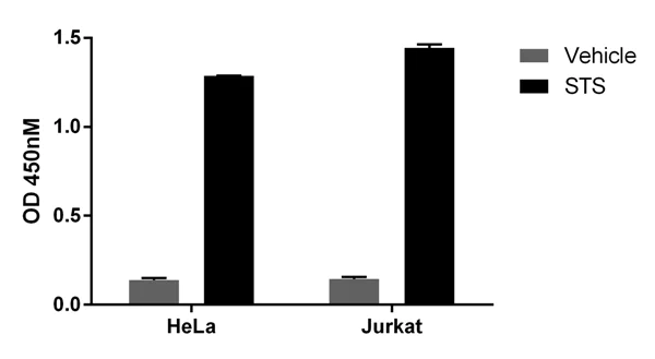 Functional Studies - Staurosporine, Protein kinase inhibitor (AB120056)