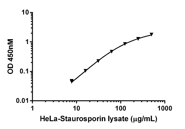 Functional Studies - Staurosporine, Protein kinase inhibitor (AB120056)