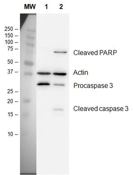 Functional Studies - Staurosporine, Protein kinase inhibitor (AB120056)