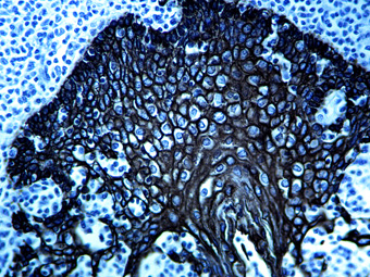 Immunohistochemistry (Formalin/PFA-fixed paraffin-embedded sections) - StayBlack/HRP (AB179917), expandable thumbnail