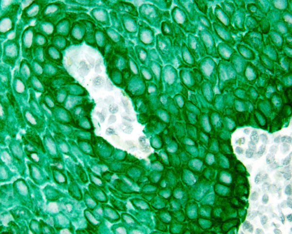 Immunohistochemistry (Formalin/PFA-fixed paraffin-embedded sections) - StayGreen/AP Plus (Alcohol and Xylene Substitute Compatible) (AB156428), expandable thumbnail