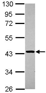 Western blot - Anti-STBD1 antibody (AB101344), expandable thumbnail