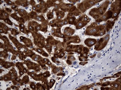 Immunohistochemistry (Formalin/PFA-fixed paraffin-embedded sections) - Anti-STBD1 antibody [OTI2F1] (AB236416), expandable thumbnail