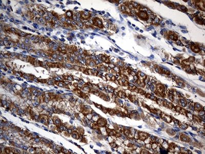 Immunohistochemistry (Formalin/PFA-fixed paraffin-embedded sections) - Anti-STBD1 antibody [OTI2F1] (AB236416), expandable thumbnail