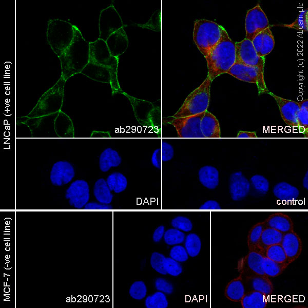 Immunocytochemistry - Anti-STEAP1 antibody [EPR26044-70] - BSA and Azide free (AB290738), expandable thumbnail