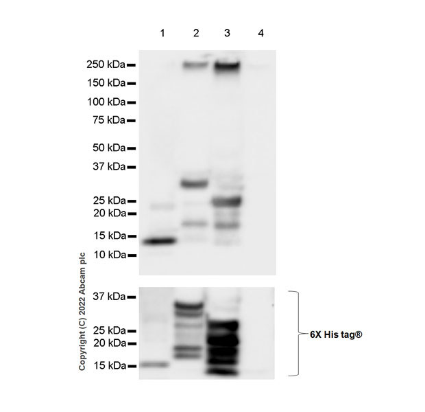 Western blot - Anti-STEAP1 antibody [EPR26044-70] - BSA and Azide free (AB290738), expandable thumbnail