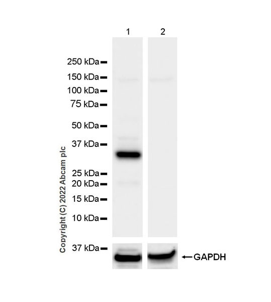 Western blot - Anti-STEAP1 antibody [EPR26044-70] - BSA and Azide free (AB290738), expandable thumbnail