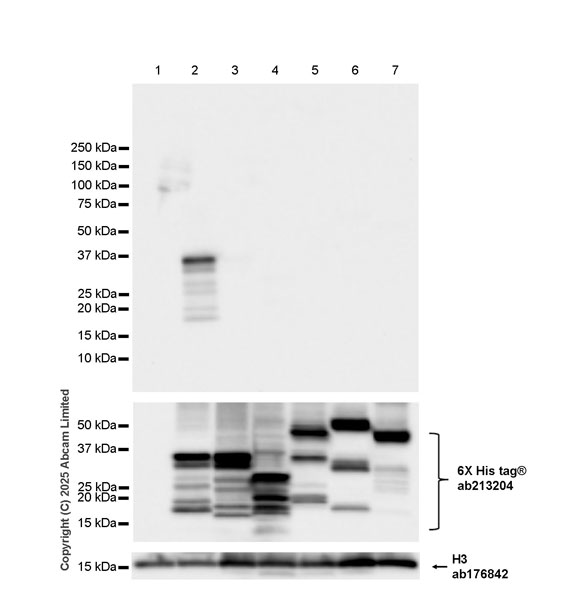Western blot - Anti-STEAP1 antibody [EPR29701-75] (AB324263), expandable thumbnail