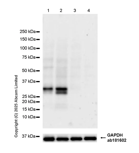Western blot - Anti-STEAP1 antibody [EPR29701-75] - BSA and Azide free (AB325969)