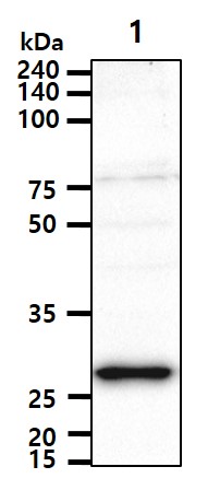 Western blot - Anti-STEAP1 antibody [J2D2] - N-terminal (AB207914)