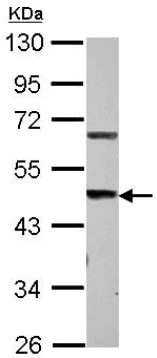 Western blot - Anti-STEAP3 antibody (AB126068)