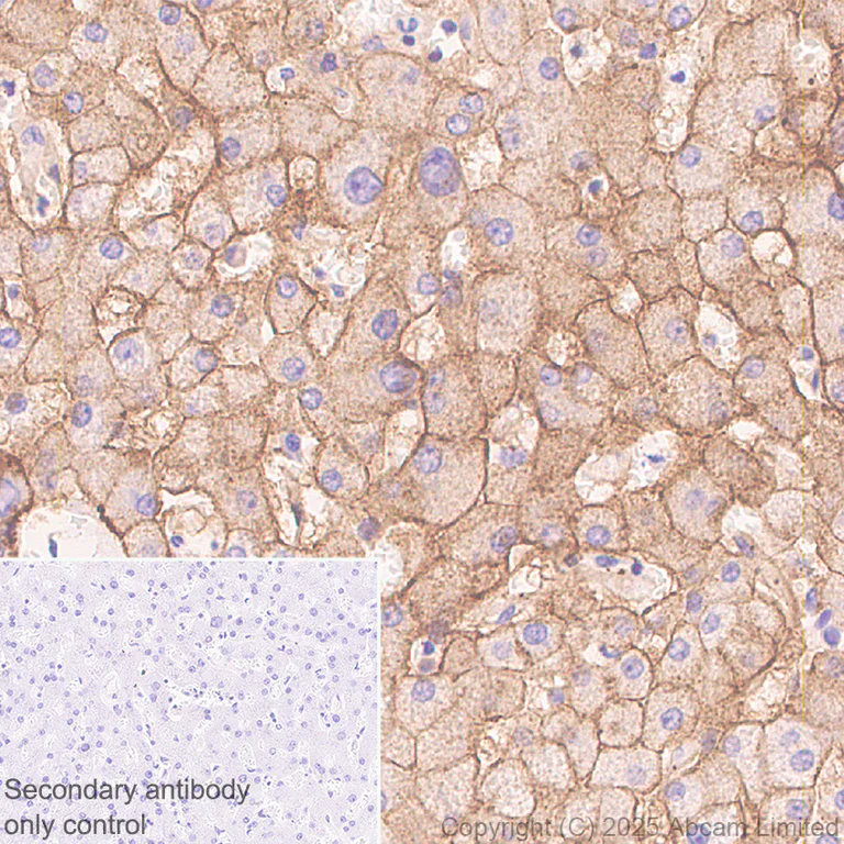 Immunohistochemistry (Formalin/PFA-fixed paraffin-embedded sections) - Anti-STEAP3 antibody [EPR30543-594] - BSA and Azide free (AB324571)