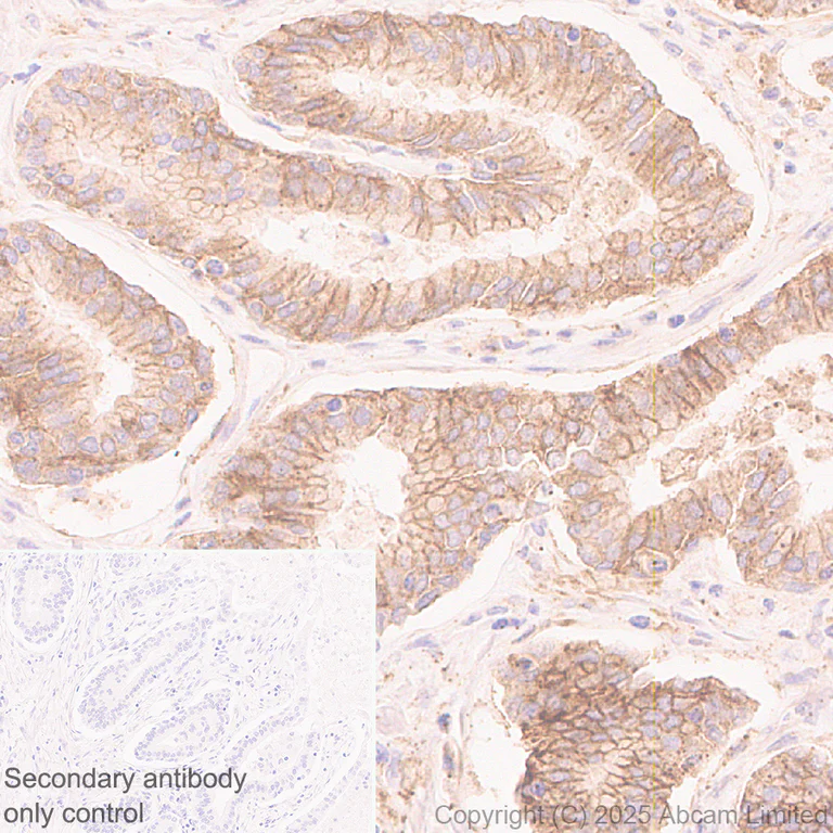 Immunohistochemistry (Formalin/PFA-fixed paraffin-embedded sections) - Anti-STEAP3 antibody [EPR30543-594] - BSA and Azide free (AB324571)