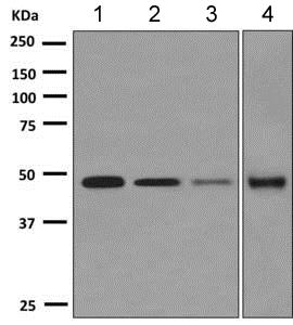 Western blot - Anti-STEAP3 antibody [EPR9812] - BSA and Azide free (AB249009), expandable thumbnail
