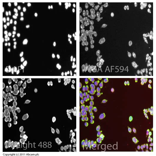 Immunocytochemistry/ Immunofluorescence - Anti-STELLAR antibody (AB19878)