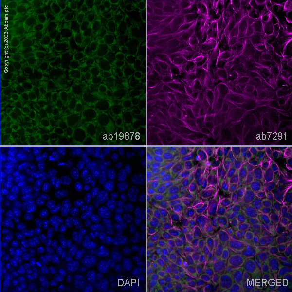 Immunocytochemistry/ Immunofluorescence - Anti-STELLAR antibody (AB19878)