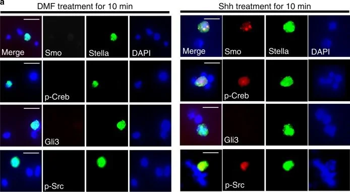 Immunocytochemistry/ Immunofluorescence - Anti-STELLAR antibody (AB19878)