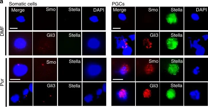 Immunocytochemistry/ Immunofluorescence - Anti-STELLAR antibody (AB19878)