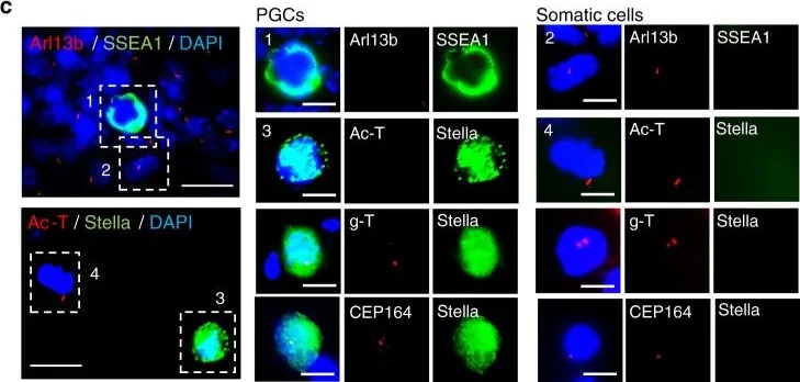 Immunocytochemistry/ Immunofluorescence - Anti-STELLAR antibody (AB19878)