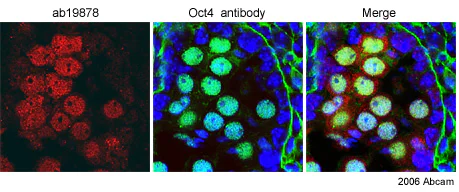Immunohistochemistry (Frozen sections) - Anti-STELLAR antibody (AB19878)
