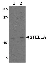 Western blot - Anti-STELLAR antibody (AB74531)