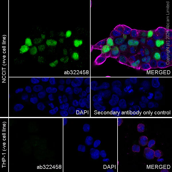 Immunocytochemistry/ Immunofluorescence - Anti-STELLAR antibody [EPR29225-183] (AB322458)