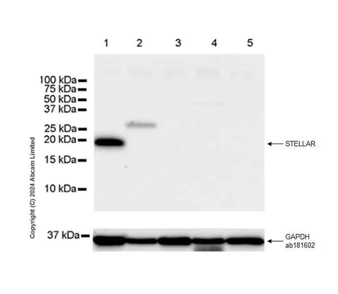 Western blot - Anti-STELLAR antibody [EPR29225-183] - BSA and Azide free (AB324836)