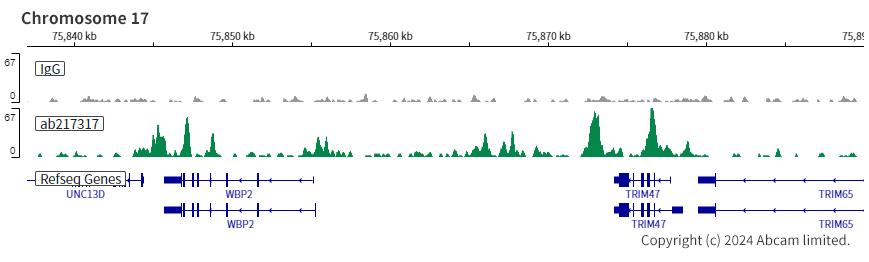 ChIC/CUT&RUN sequencing - Anti-Steroidogenic Factor 1/SF-1 antibody [EPR19744] (AB217317), expandable thumbnail