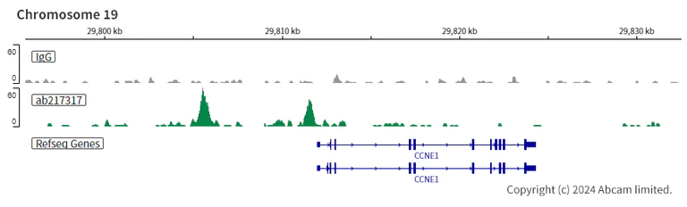 ChIC/CUT&RUN sequencing - Anti-Steroidogenic Factor 1/SF-1 antibody [EPR19744] - BSA and Azide free (AB240394)